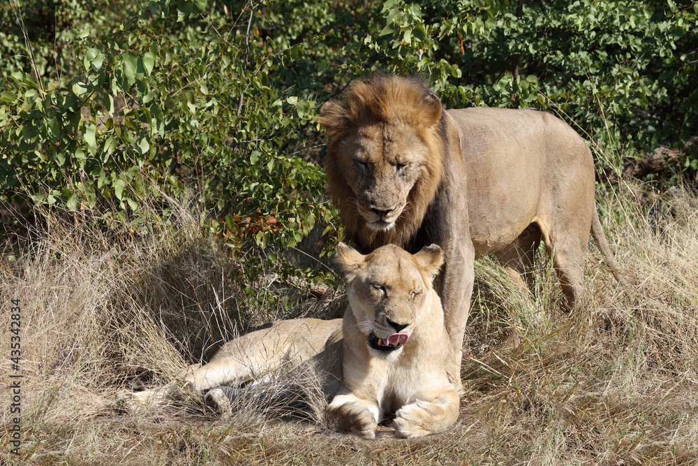Afrikanischer Löwe / African lion / Panthera leo.. Afrikanischer Löwe / African lion / Panthera leo..