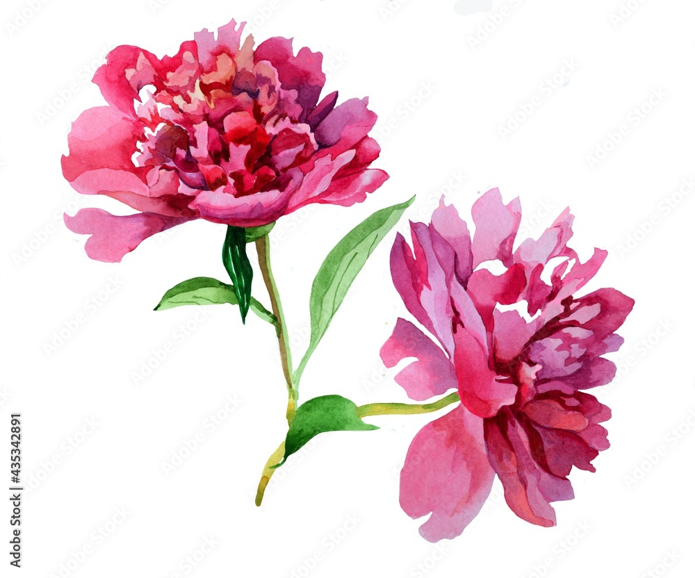 2 pink peonies branch on white background botanical illustration for all prints. Hand painted.