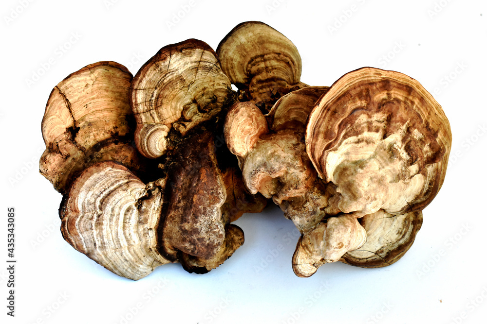 Gray brown reishi mushroom on white background Gray brown reishi mushroom on white background
