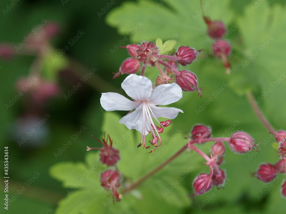 Fototapeta premium Fleur de Géranium biokovo ou Geranium cantabrigiense à pétales blanc, longues étamines et anthères rosâtre sur tige rouge pourpré entouré d'un feuillage rond et palmé vert