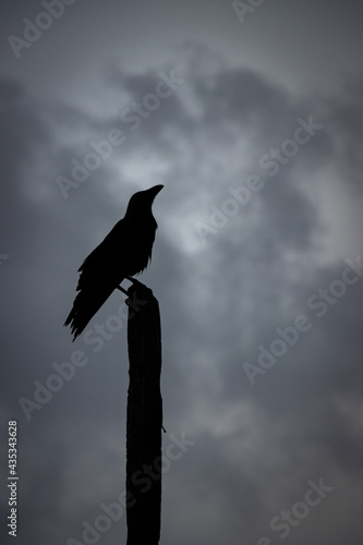 a crow standing on the wood 