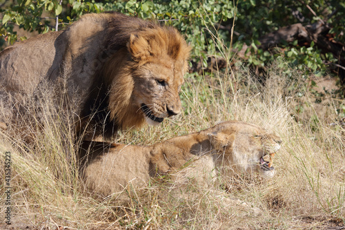 Afrikanischer L  we   African lion   Panthera leo..