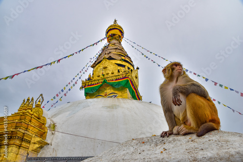 A monkey at Swayambhu, the Monkey Temple, in Kathmandu, Nepal