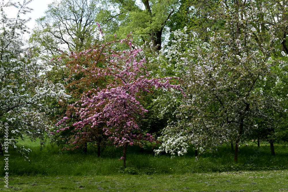 Kolorowe liście drzew w wiosennym ogrodzie. - obrazy, fototapety, plakaty 