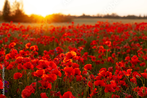 A field with blooming bright red poppies at sunset. Floral background, bright background