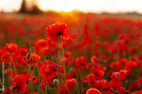 Beautiful background with blooming red poppies at sunset