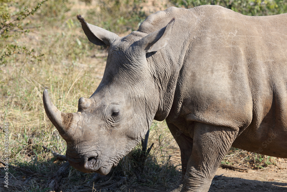 Obraz premium Breitmaulnashorn / Square-lipped rhinoceros / Ceratotherium Simum