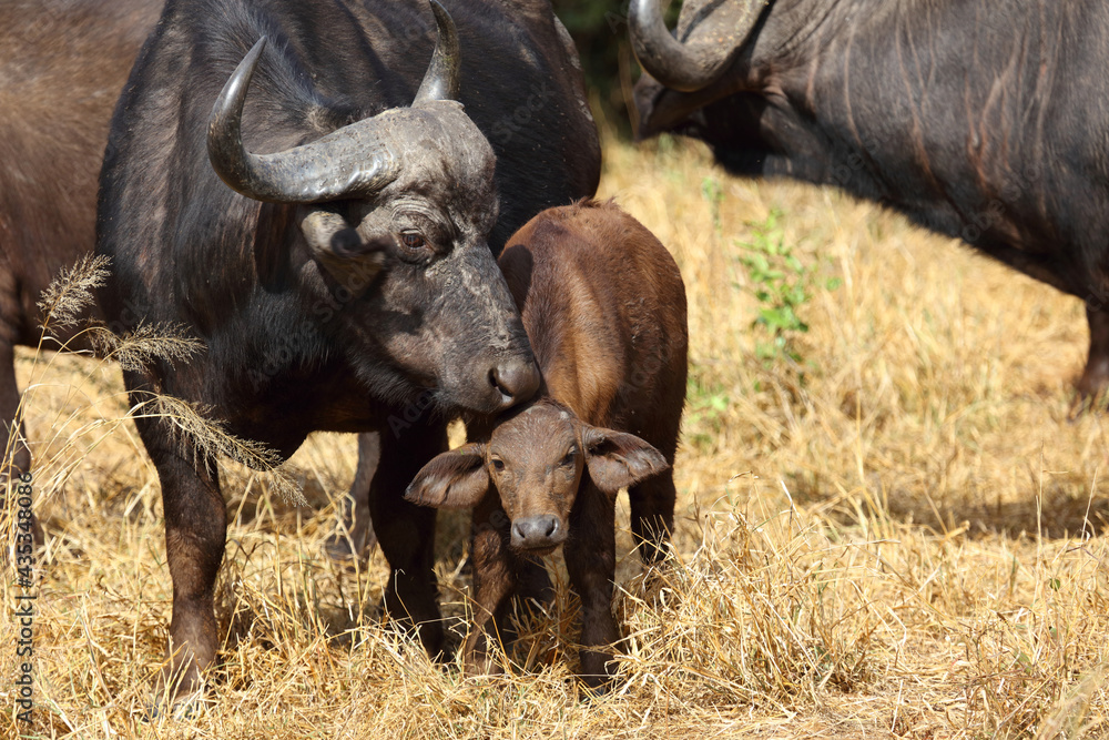 Obraz premium Kaffernbüffel / African buffalo / Syncerus caffer.