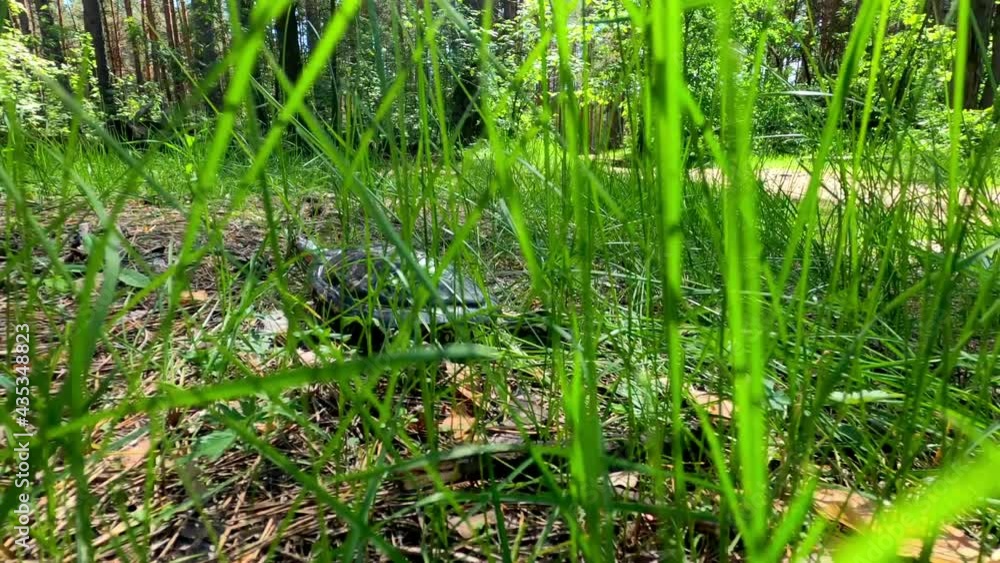 The tortoise creeps through the thick grass. The tortoise creeps through the thick grass.