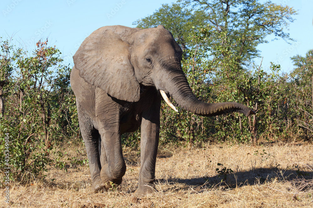 Afrikanischer Elefant / African elephant / Loxodonta africana