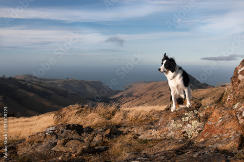 Border Collie explores Banks Peninsula, South Island New Zealand
