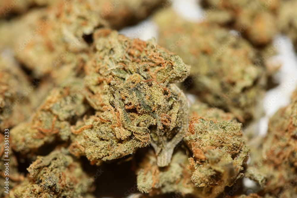 Cannabis bud close up background modern high quality big size print medical marihuana super lemon haze family cannabaceae Cannabis bud close up background modern high quality big size print medical marihuana super lemon haze family cannabaceae