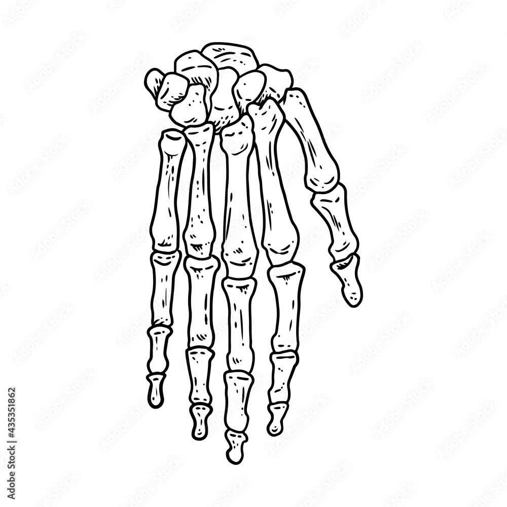 Bones of a human hand. Skeleton part anatomy lineart style image. Vector stock outline silhouette Bones of a human hand. Skeleton part anatomy lineart style image. Vector stock outline silhouette