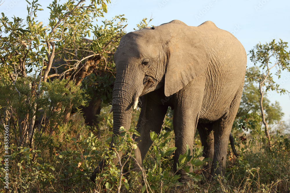 Fototapeta premium Afrikanischer Elefant / African elephant / Loxodonta africana