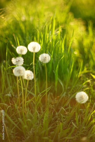 Sunny field with fluffy dandelion flowers in green grass