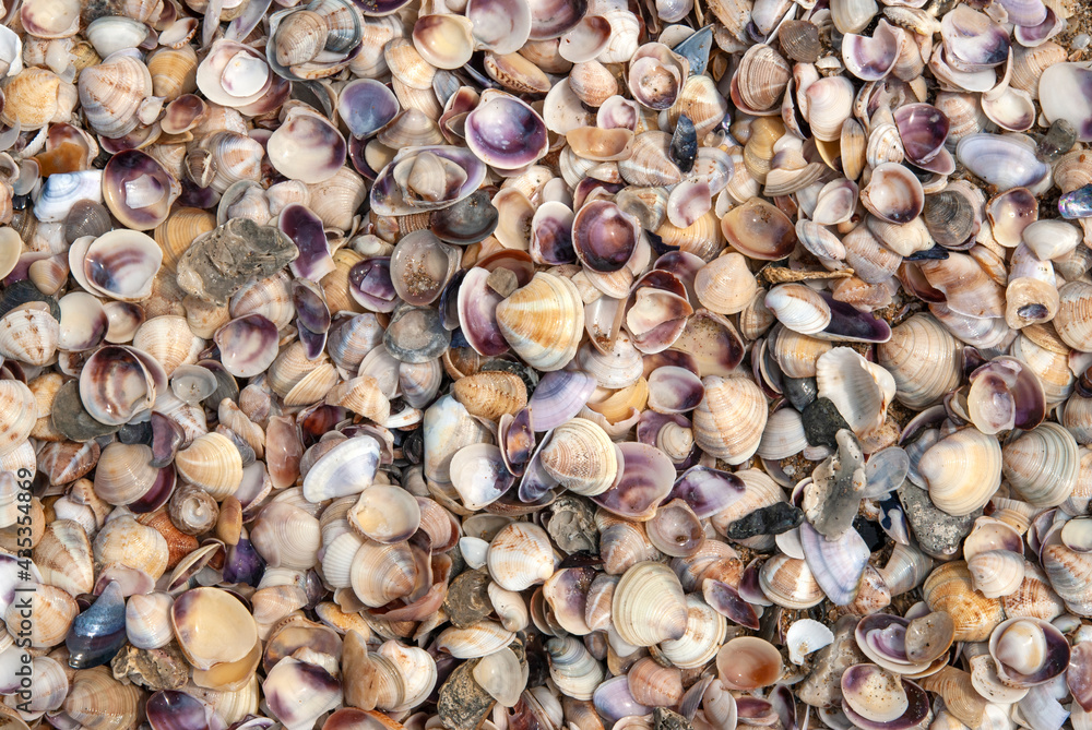 Mixed colorful sea shells on the seashore