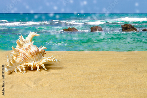 Beautiful seashell on a sandy beach against the backdrop of the sea. Summer background. Copy space.