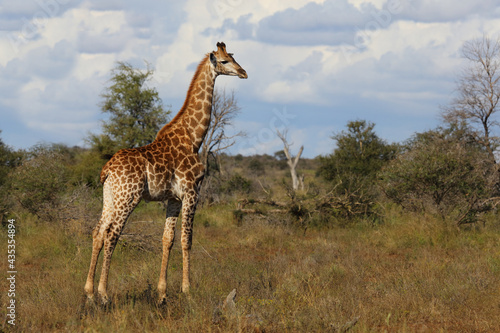 Giraffe / Giraffe / Giraffa camelopardalis. © Ludwig