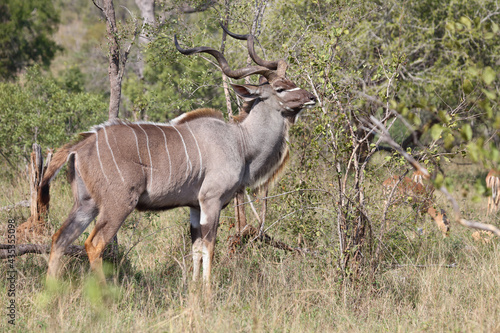 Großer Kudu / Greater kudu / Tragelaphus strepsiceros. photo