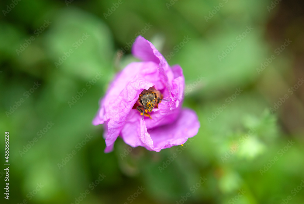 Wasp on pink flower portrait Wasp on pink flower portrait