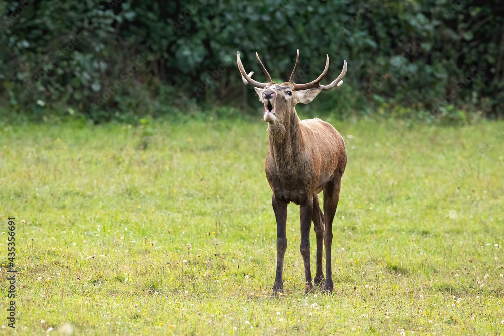 Red deer, cervus elaphus, bellowing on green glade in rutting season. Young antlered male roaring on field in autumn. Immature stag with open mouth on meadow. Red deer, cervus elaphus, bellowing on green glade in rutting season. Young antlered male roaring on field in autumn. Immature stag with open mouth on meadow.