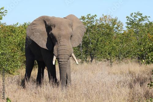 Afrikanischer Elefant   African elephant   Loxodonta africana