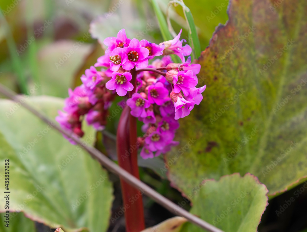 Hardy ground cover perennial plant Bergenia blooms with purple pink flowers in May, closeup with selective focus Hardy ground cover perennial plant Bergenia blooms with purple pink flowers in May, closeup with selective focus