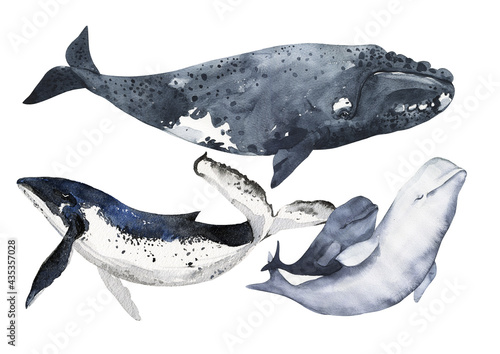 Fotografía Set of cetaceans painted in watercolor