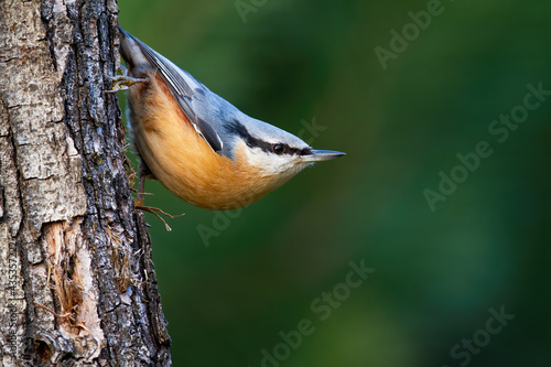 Cute eurasian nuthatch, sitta europaea, climbing down the tree in the green summer forest. Small songbird with black stripe and colourful plumage attached to the wood with blurred background.
