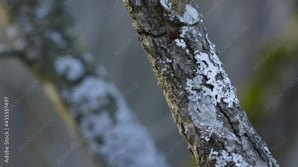 Tree branches covered with lichen. Closeup view with rough tree bark Tree branches covered with lichen. Closeup view with rough tree bark