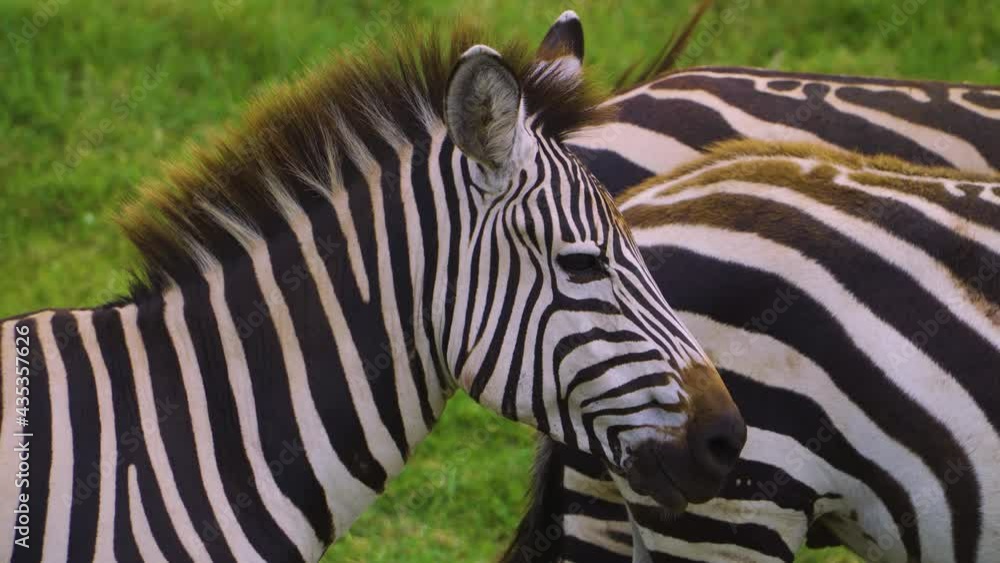 African zebras stand and wag their tails in the bright sun in the hot savannah. African safari African zebras stand and wag their tails in the bright sun in the hot savannah. African safari
