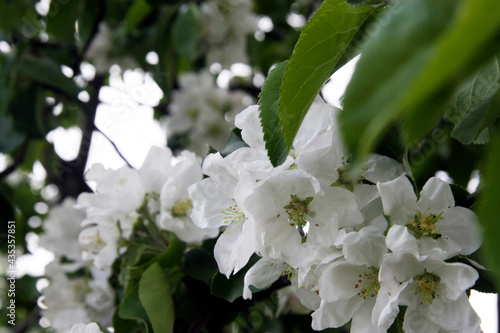 White apple flowers in the Moscow garden