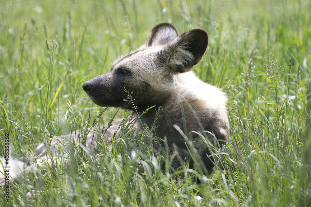 Fototapeta premium Lycaon