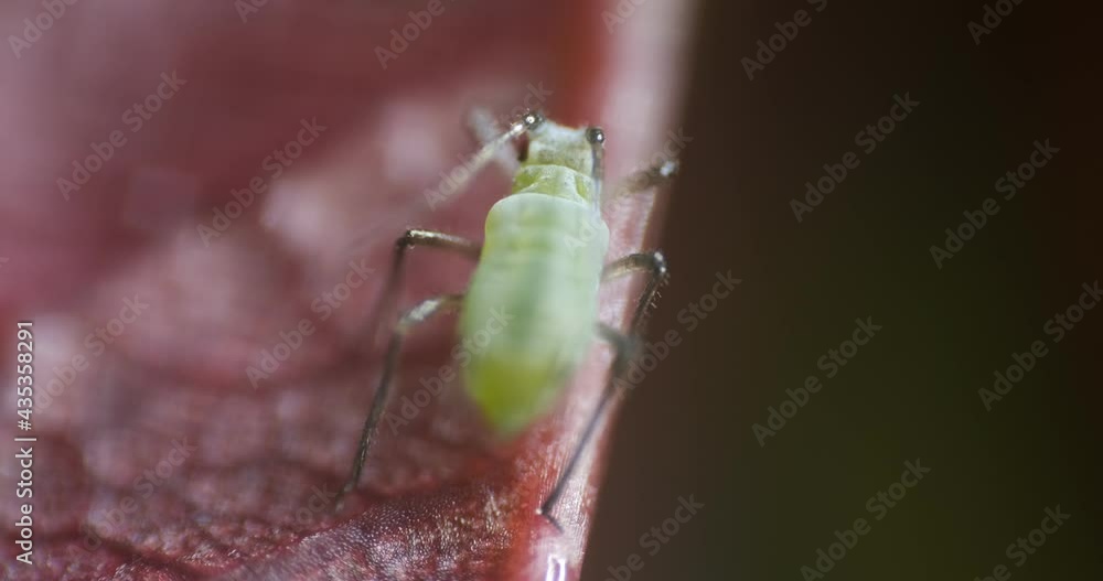 Aphid suck the sap from a leaf.Highly close up shot of an aphid with sting and antennae. Aphids are harmful to plants. Liguria, Italy. Aphid suck the sap from a leaf.Highly close up shot of an aphid with sting and antennae. Aphids are harmful to plants. Liguria, Italy.