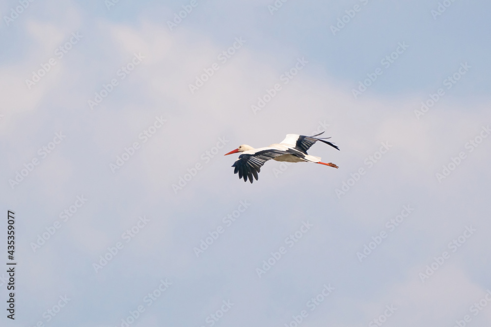 Obraz premium White stork flies against a blue sky with white clouds. Red beak and orange legs