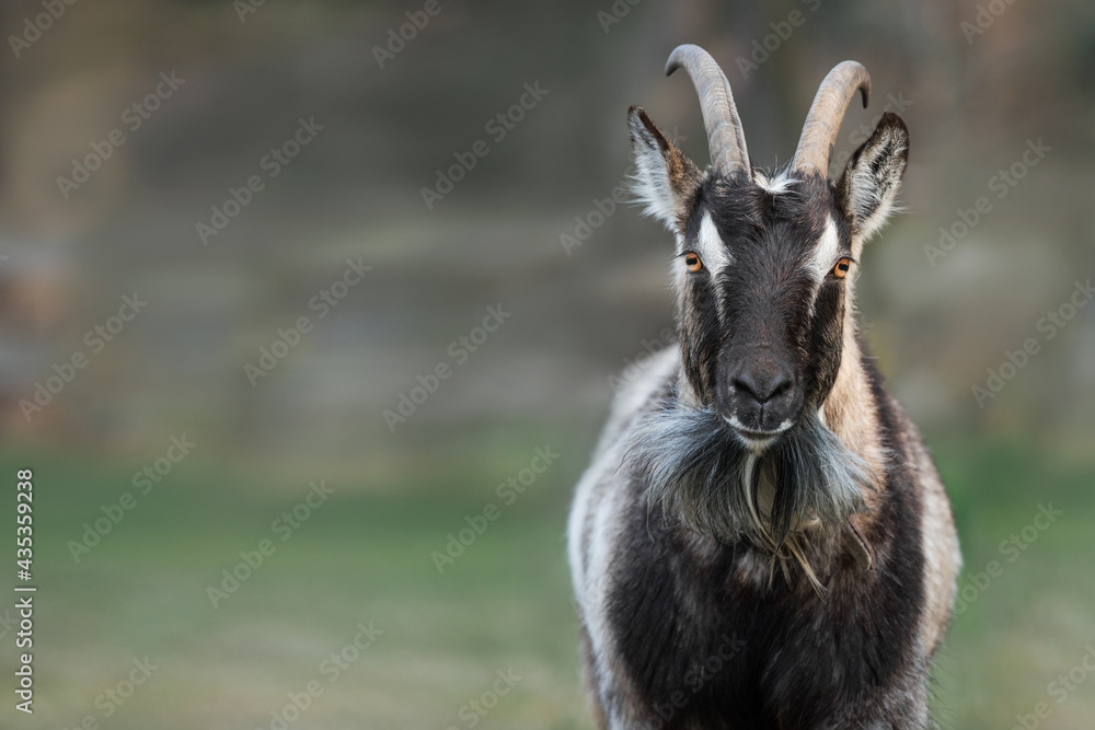 A goat looks at us