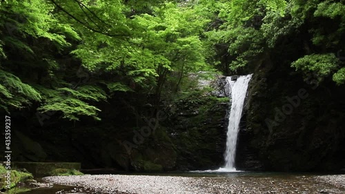 夏の涼しい滝と青もみじ