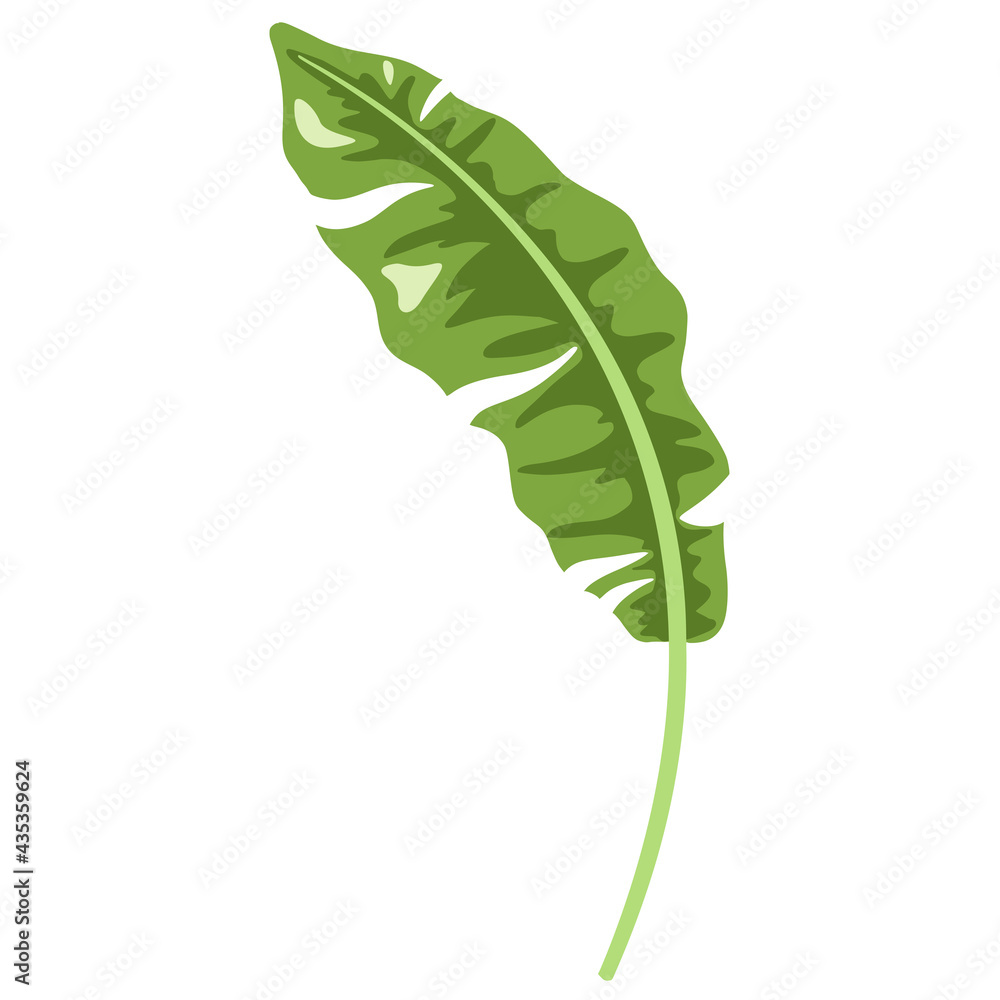 Tropical Banana Leaf Isolated Icon. Flat style exotic botanical element for logo, cosmetics, spa, beauty care products Tropical Banana Leaf Isolated Icon. Flat style exotic botanical element for logo, cosmetics, spa, beauty care products
