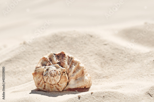 a large seashell on the sand in the background light