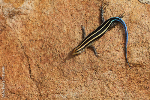 Afrikanischer Streifenskink oder Gestreifte Mabuye / African striped skink / Trachylepis striata uel Mabuya striata photo