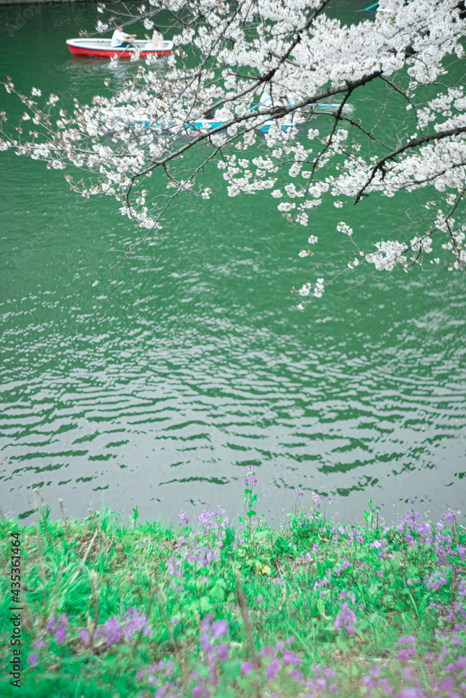 Naklejka premium 桜と池