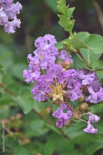 lilac flowers on a tree