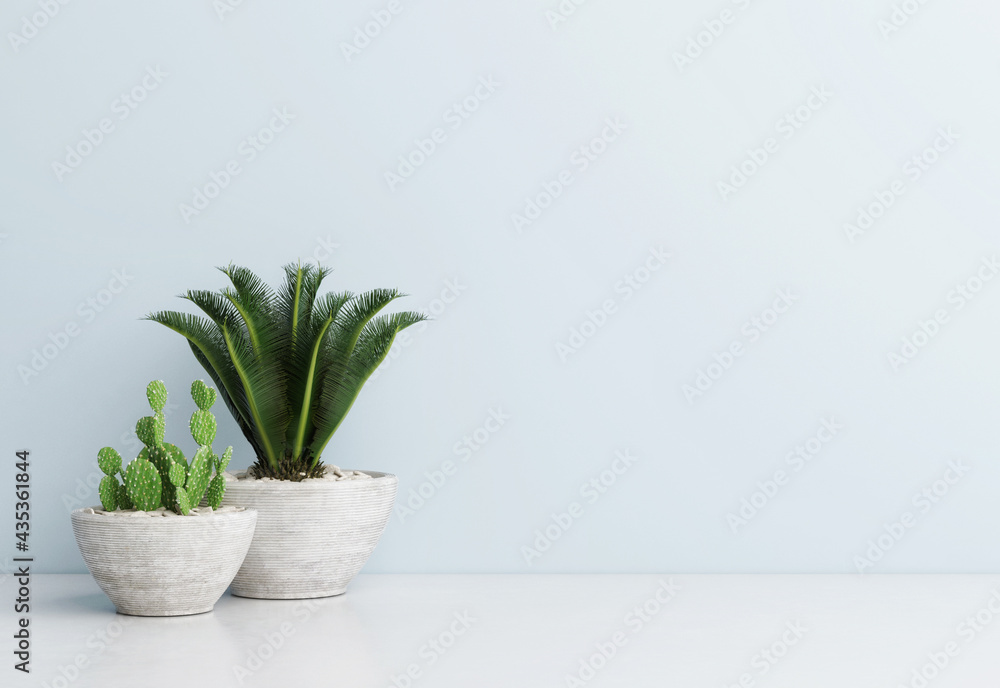 Collection of flowers home decoration in different pots. Potted house plants on the white floor against the blue background wall.