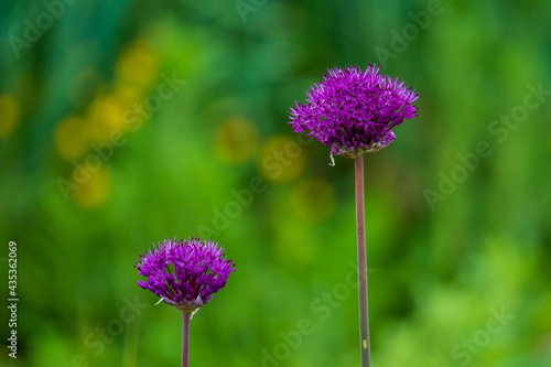 Purple flowers against a blurred background.