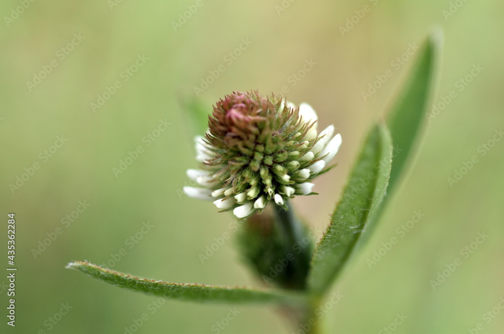 Nahaufnahme einer weißen Kleeblüte Nahaufnahme einer weißen Kleeblüte