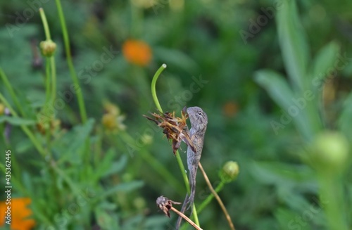 Wallpaper Mural Chameleon on a plant Torontodigital.ca
