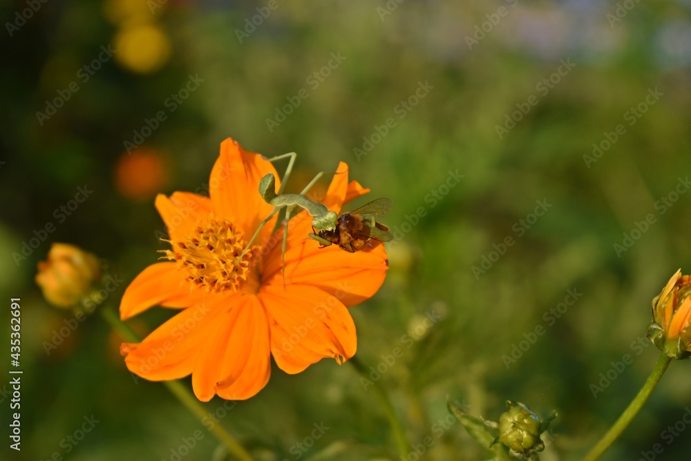 mantis on flower mantis on flower