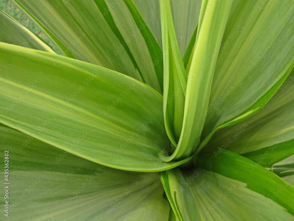 Obraz premium green leaves background