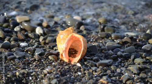 Sea shells closeup. Rapana empty shell. A beautiful shell on the pebbled seashore. Conch shells at the beach, selective focus. Coast background photo