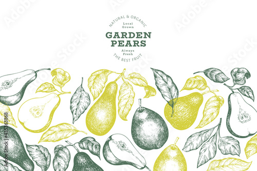 Pear design template. Hand drawn vector garden fruit illustration. Engraved style garden retro botanical banner.